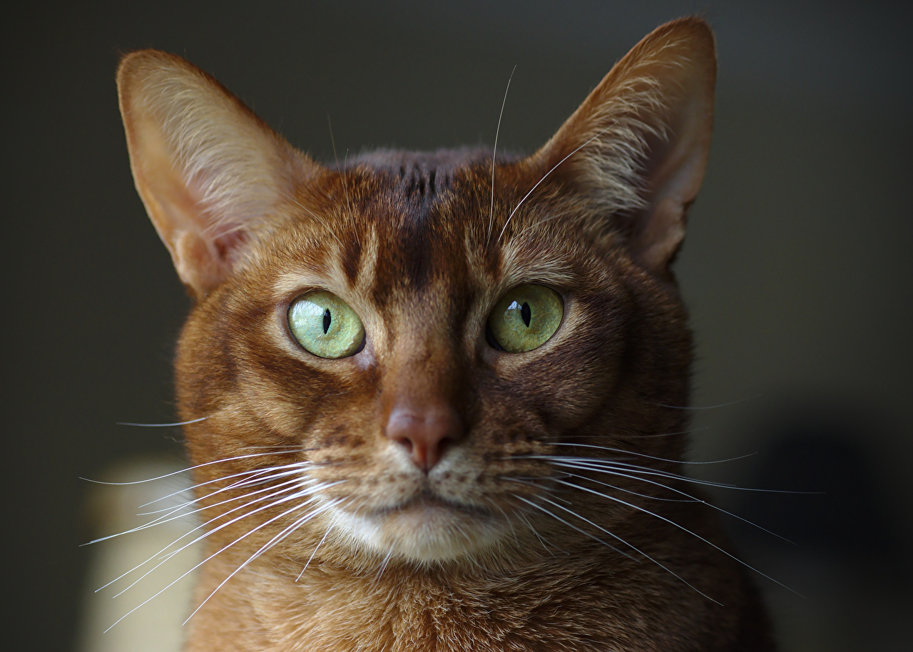 Abyssinian Personality Profile