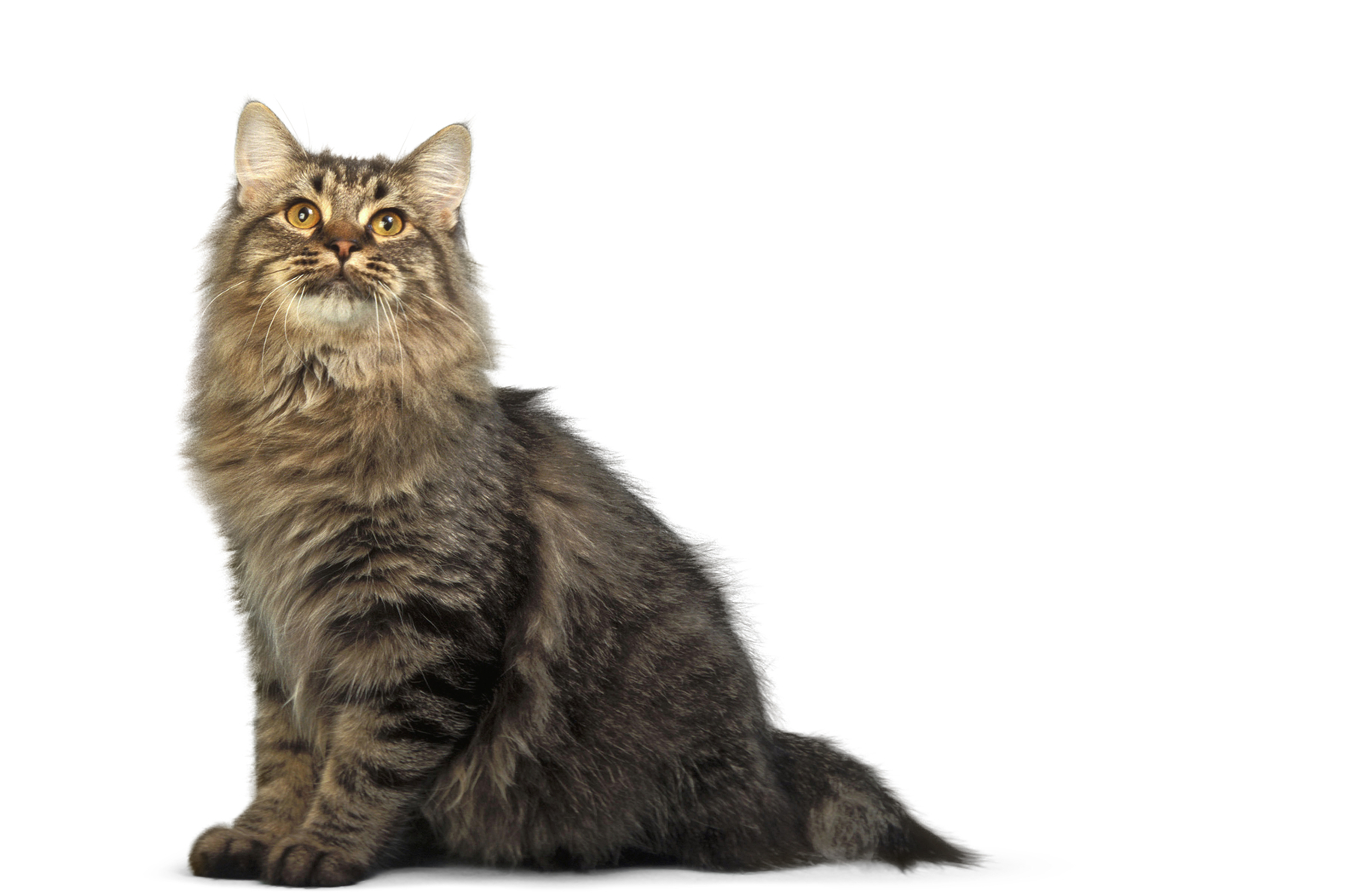 American Bobtail Personality Profile