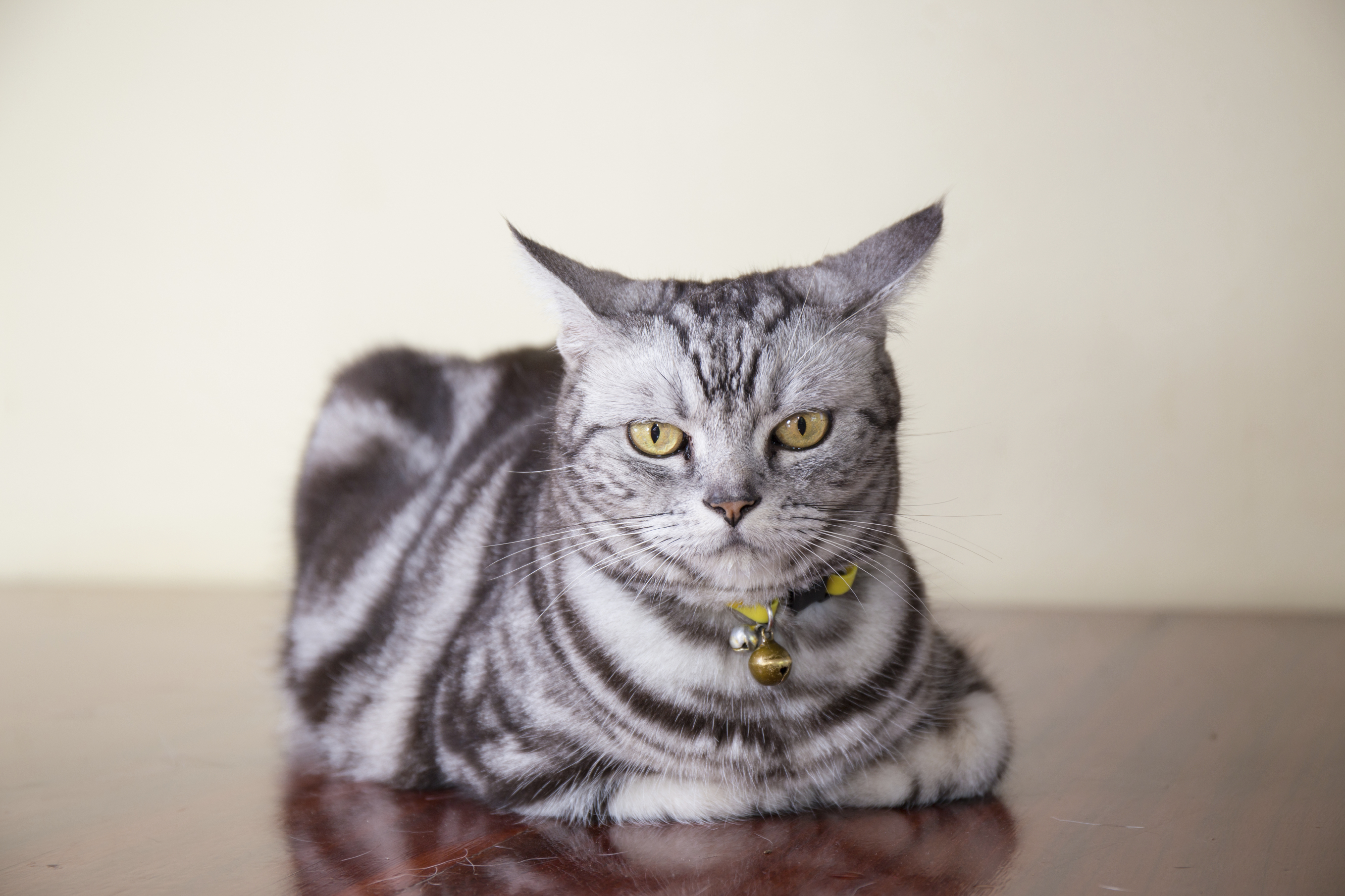 American Shorthair photo 2