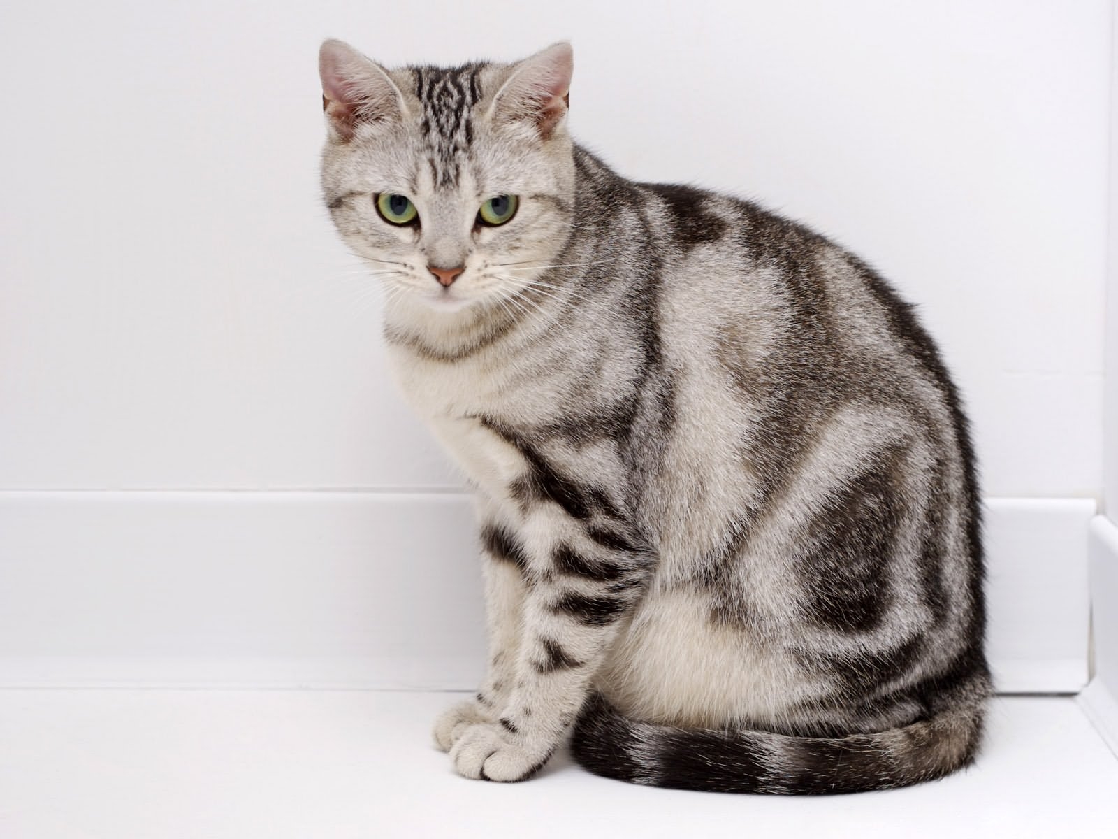 American Shorthair photo 4