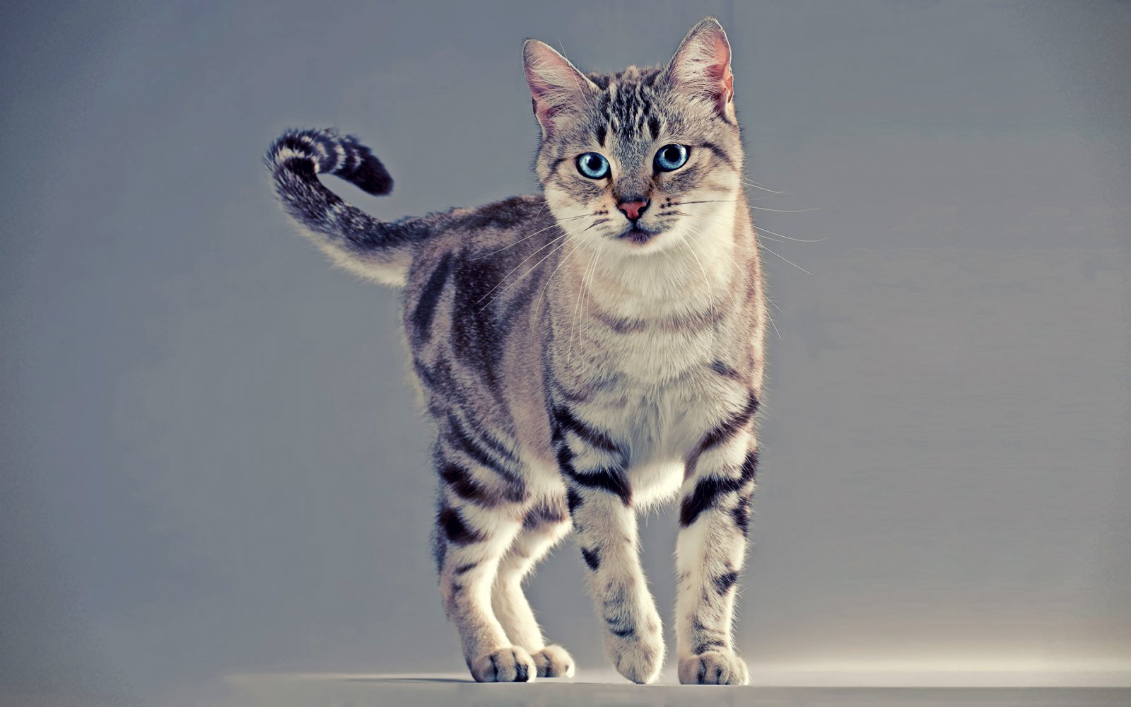 American Wirehair photo 3