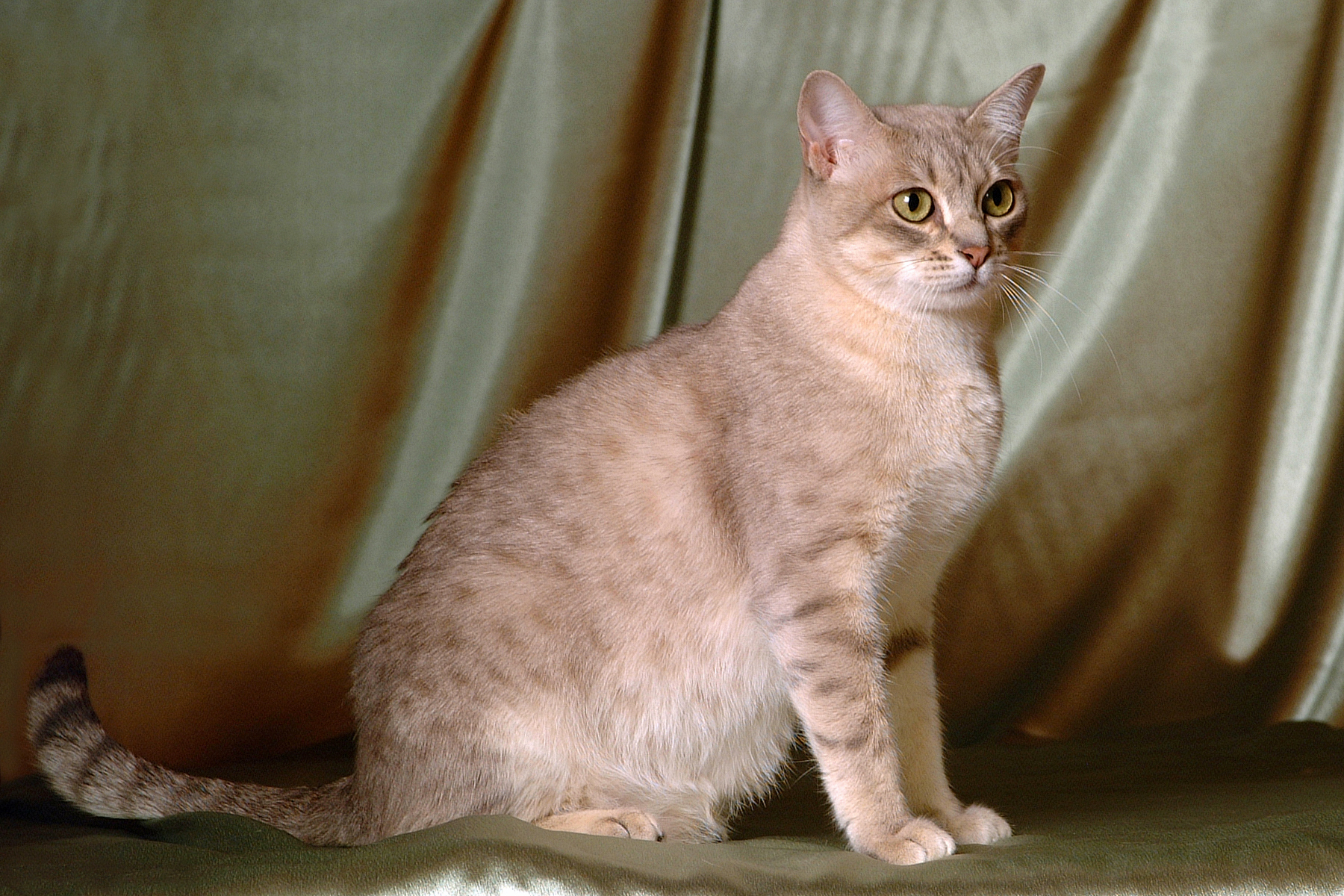 Size & Physical Traits