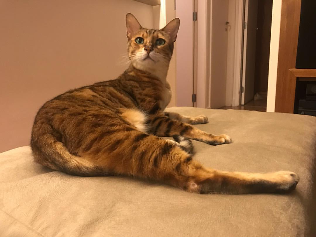 Size & Physical Traits