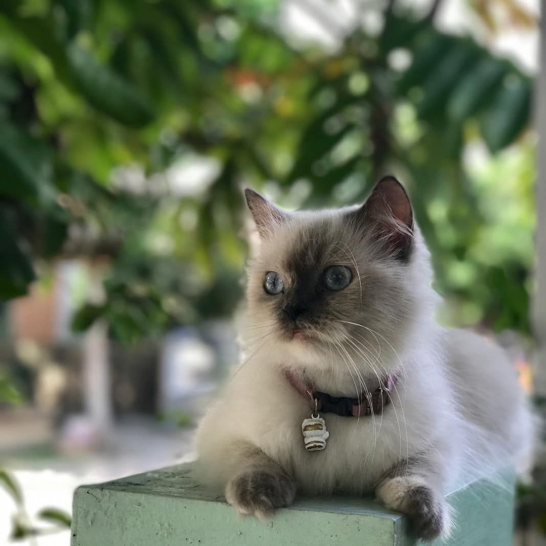 Size & Physical Traits