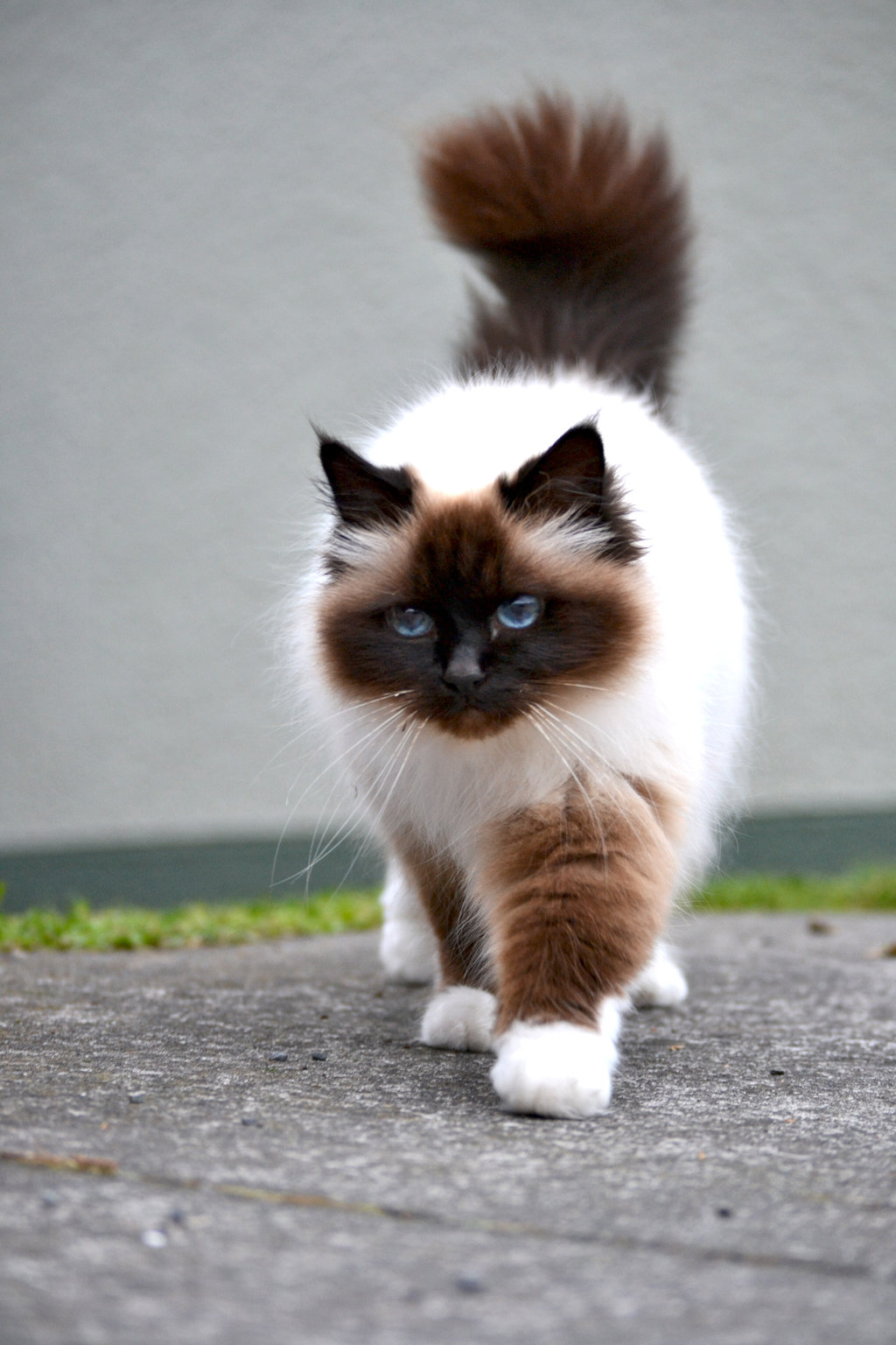Birman Personality Profile