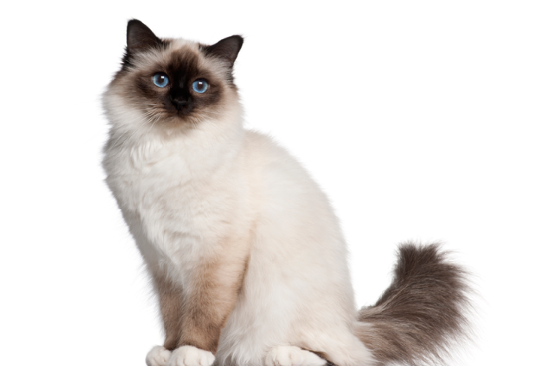 Birman