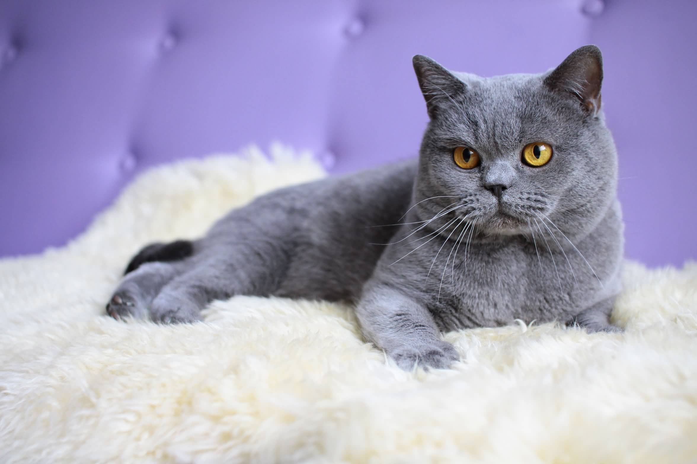 British Shorthair photo 2