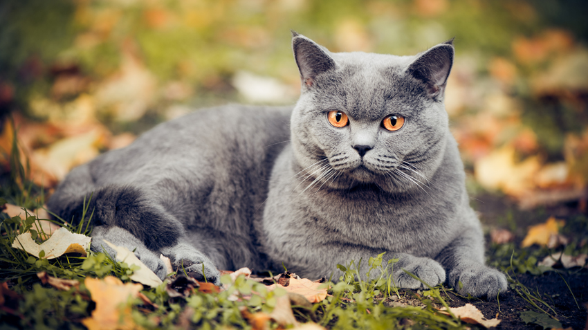 British Shorthair photo 3