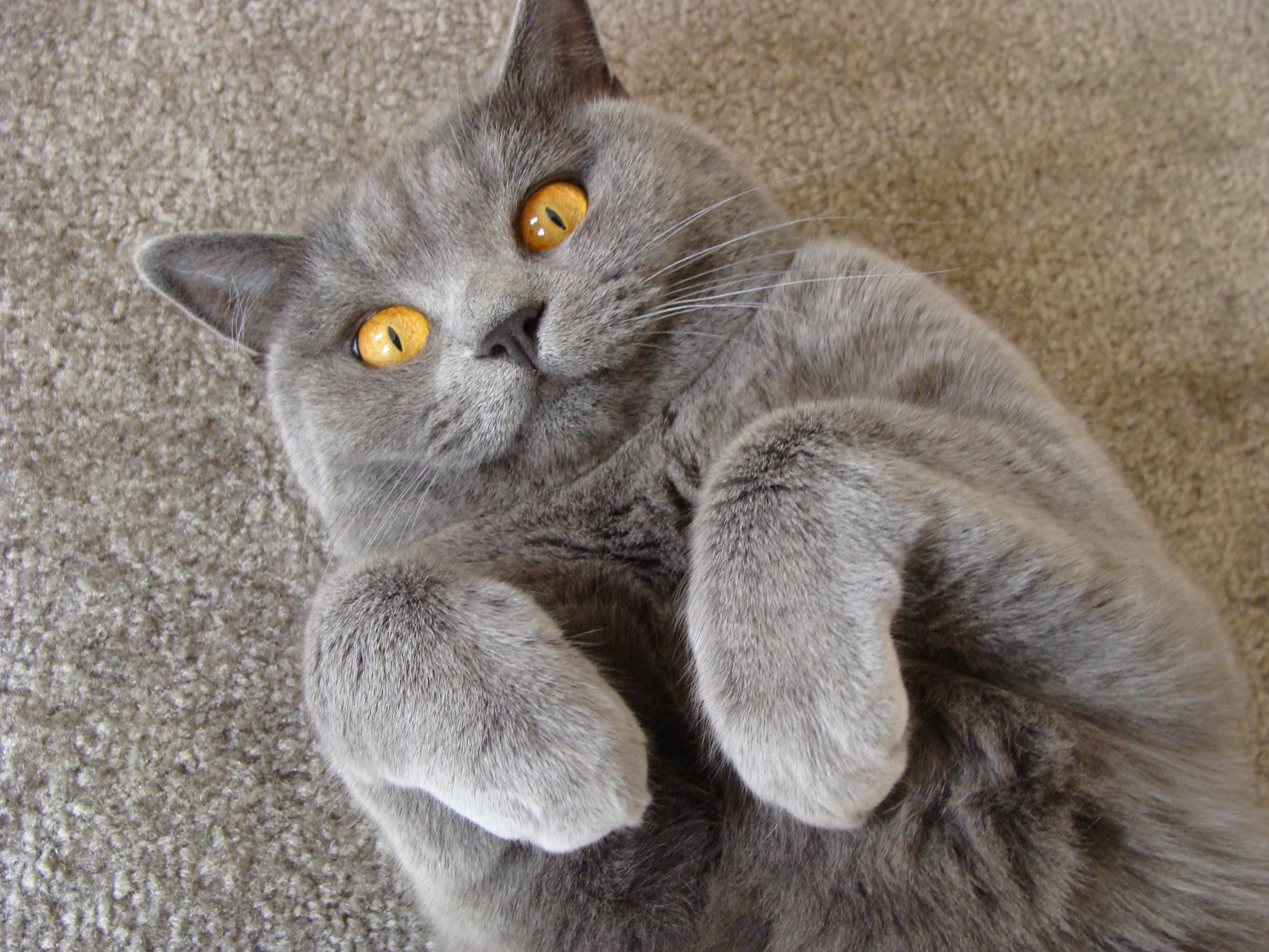 British Shorthair
