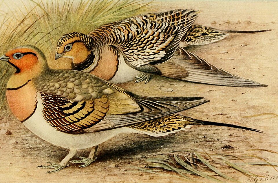 Size & Physical Traits