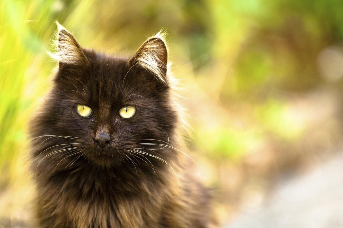 Chantilly-Tiffany Personality Profile