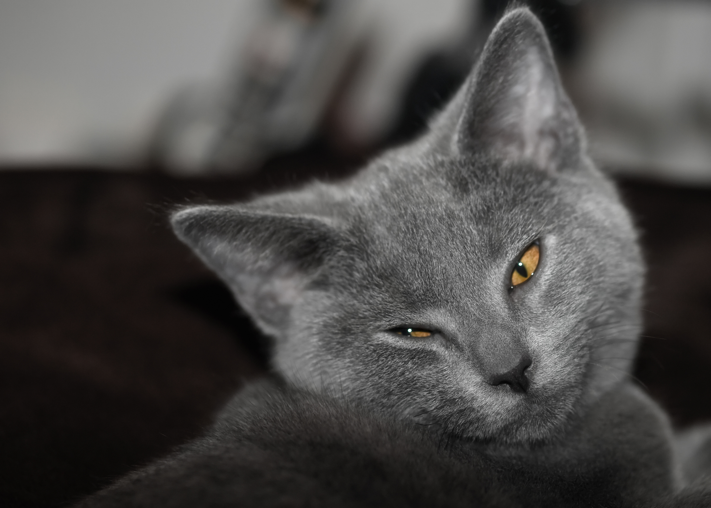 Chartreux photo 2