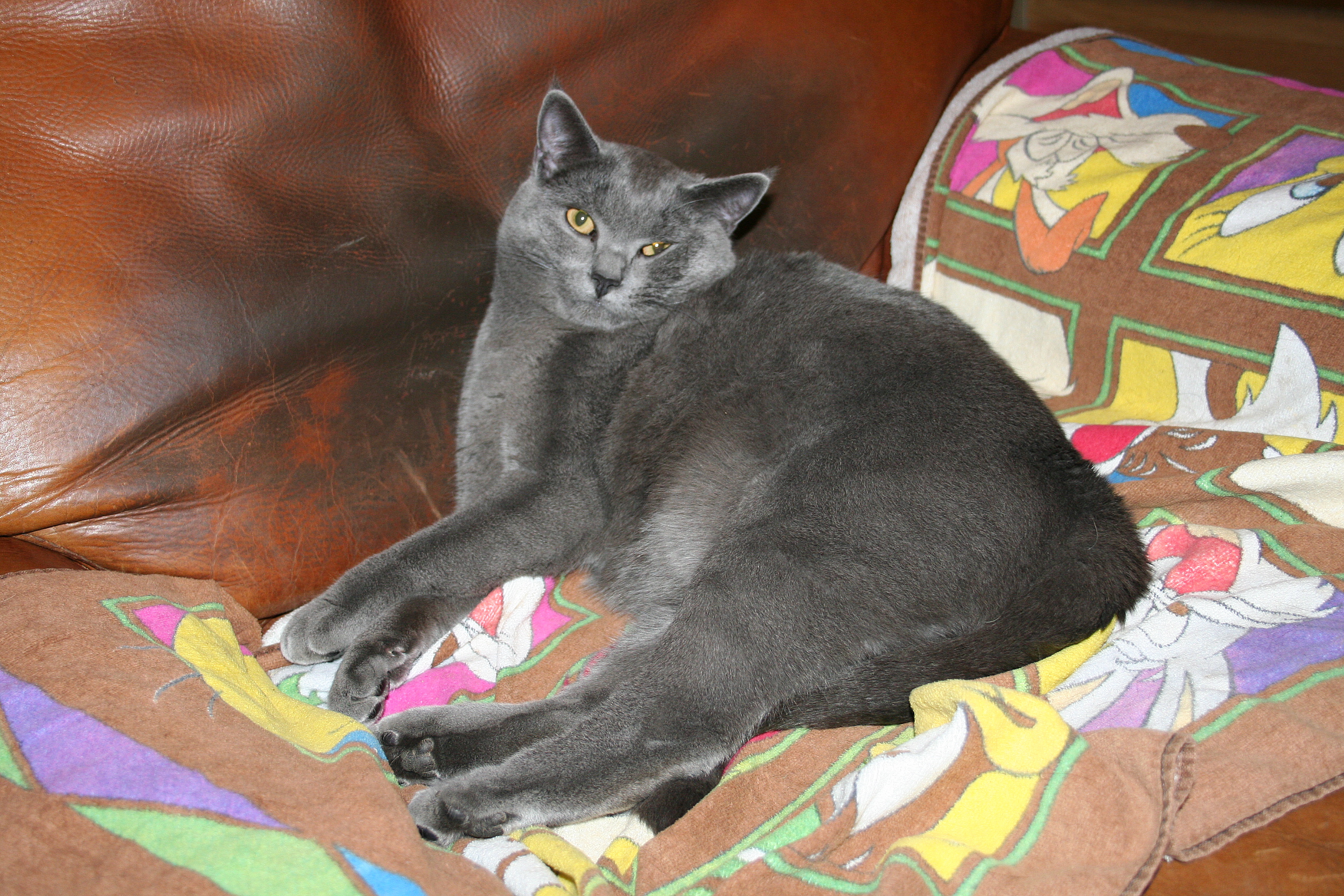Chartreux photo 3