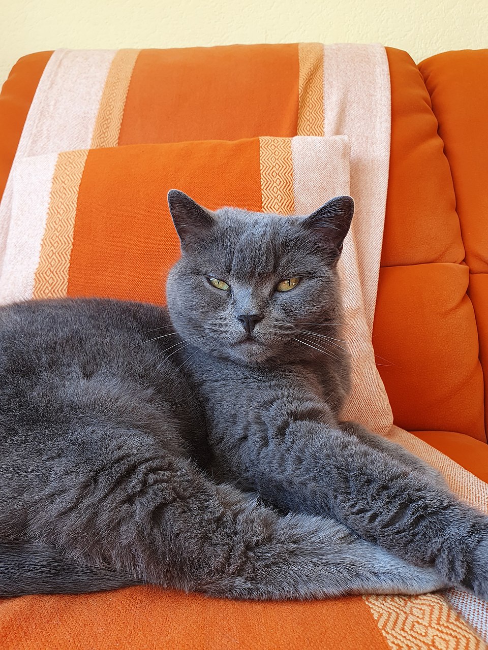 Chartreux photo 4