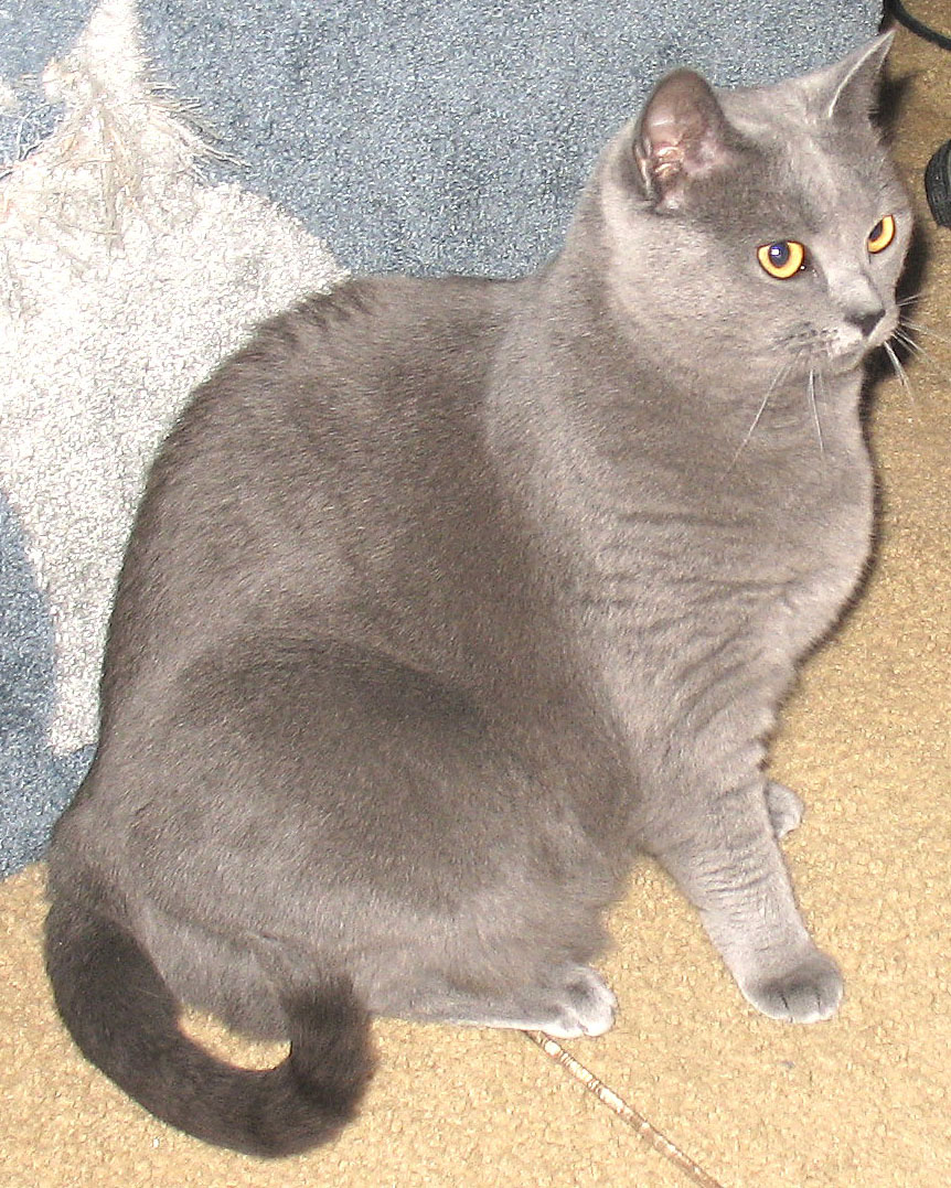 Chartreux