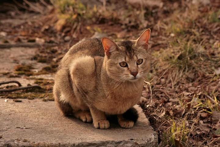 Chausie photo 4