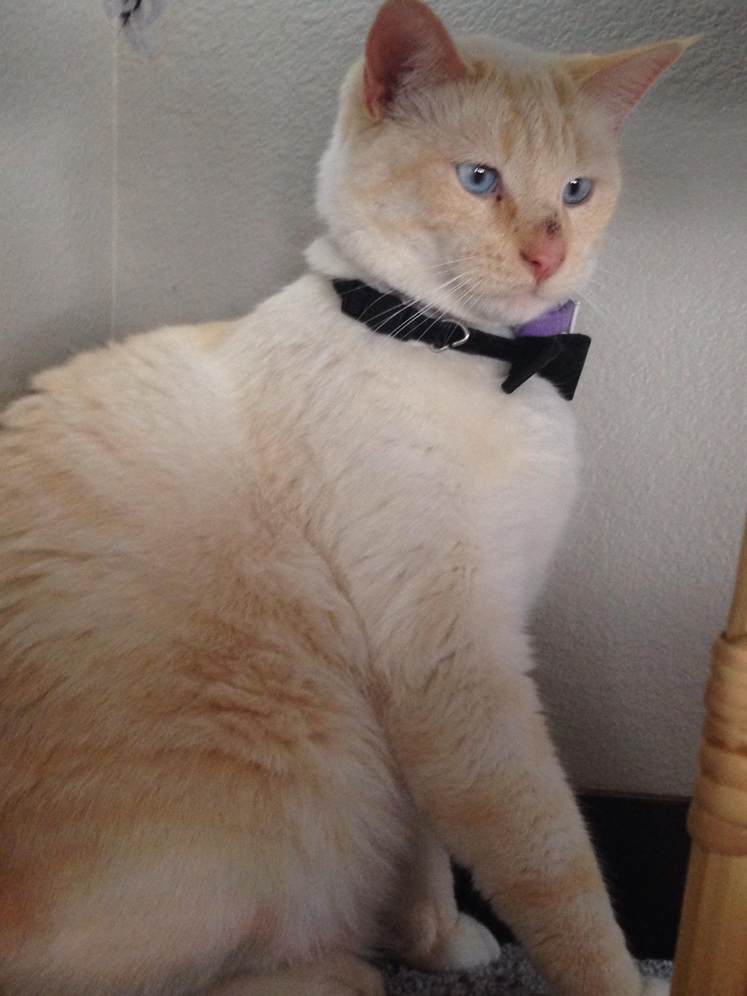 Colorpoint Shorthair photo 2