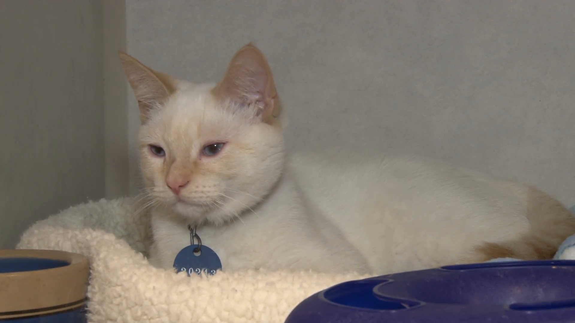 Colorpoint Shorthair