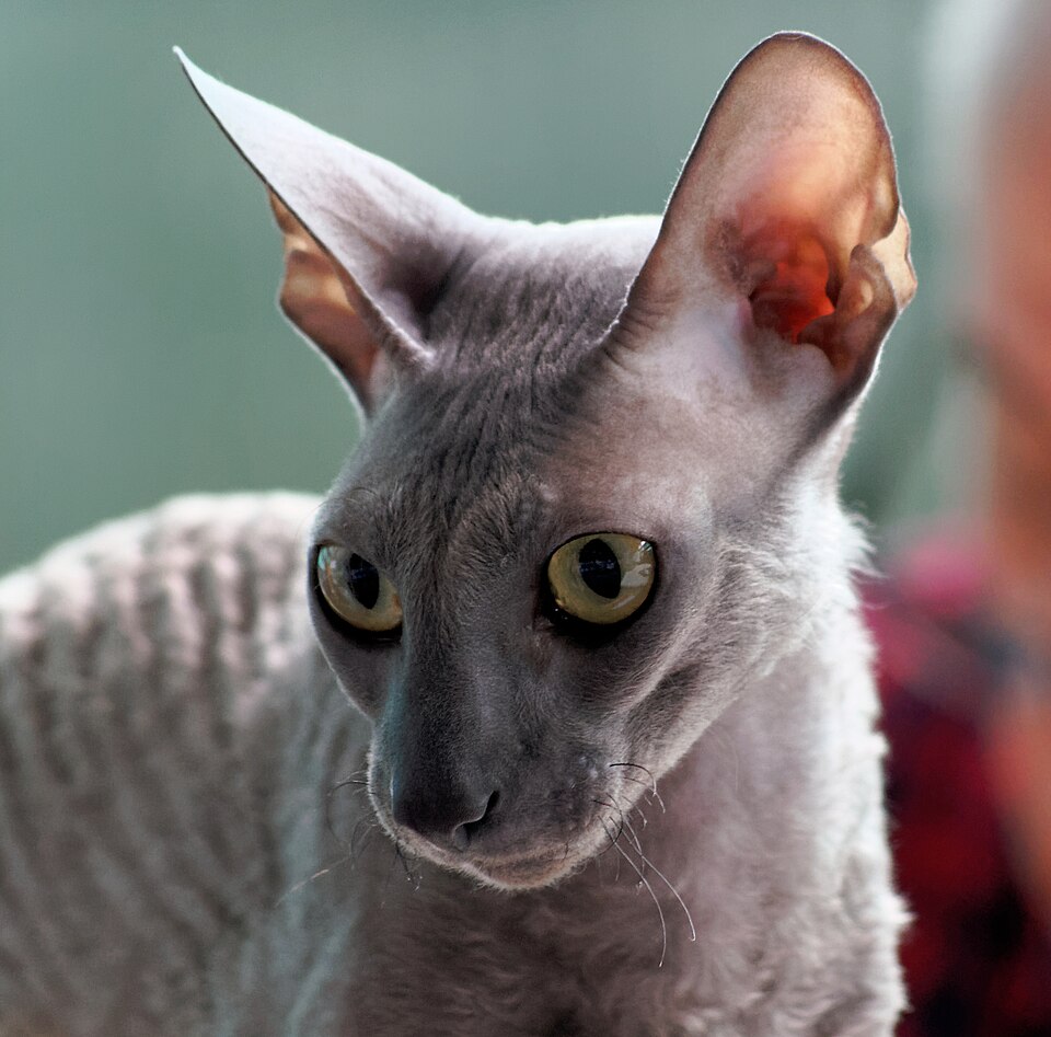 Cornish Rex photo 2