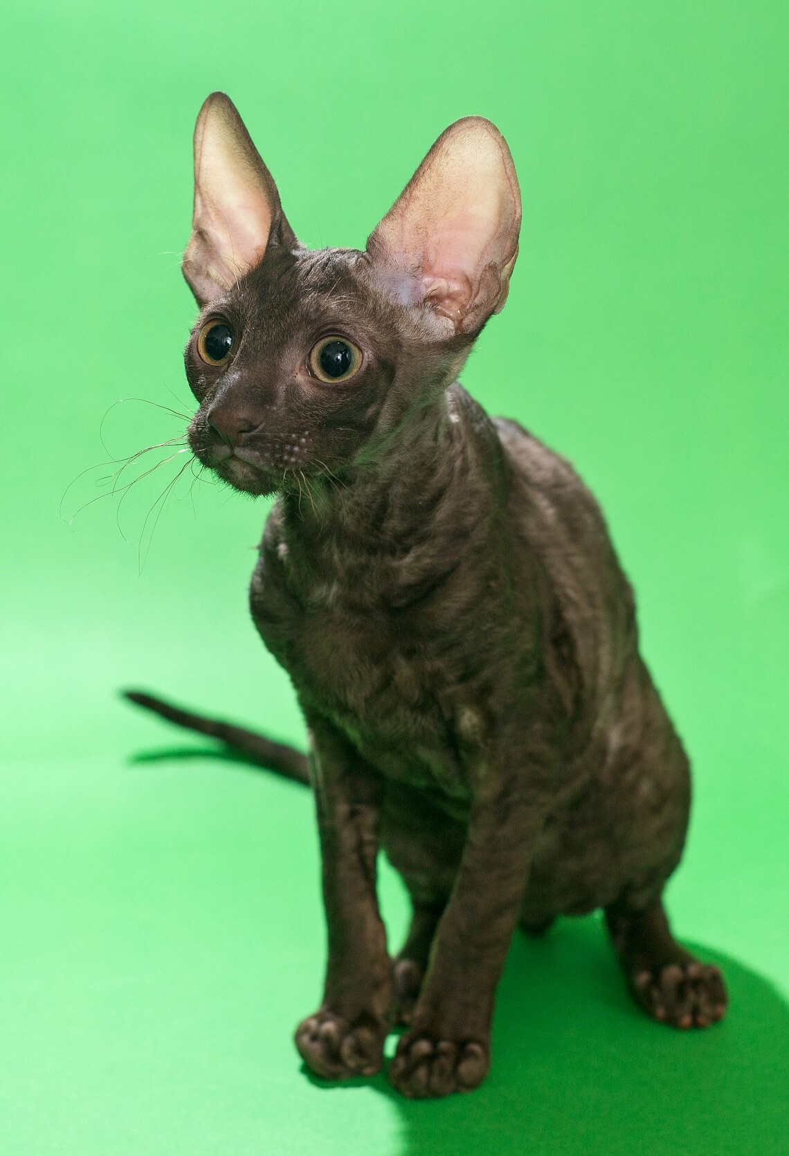 Cornish Rex photo 3