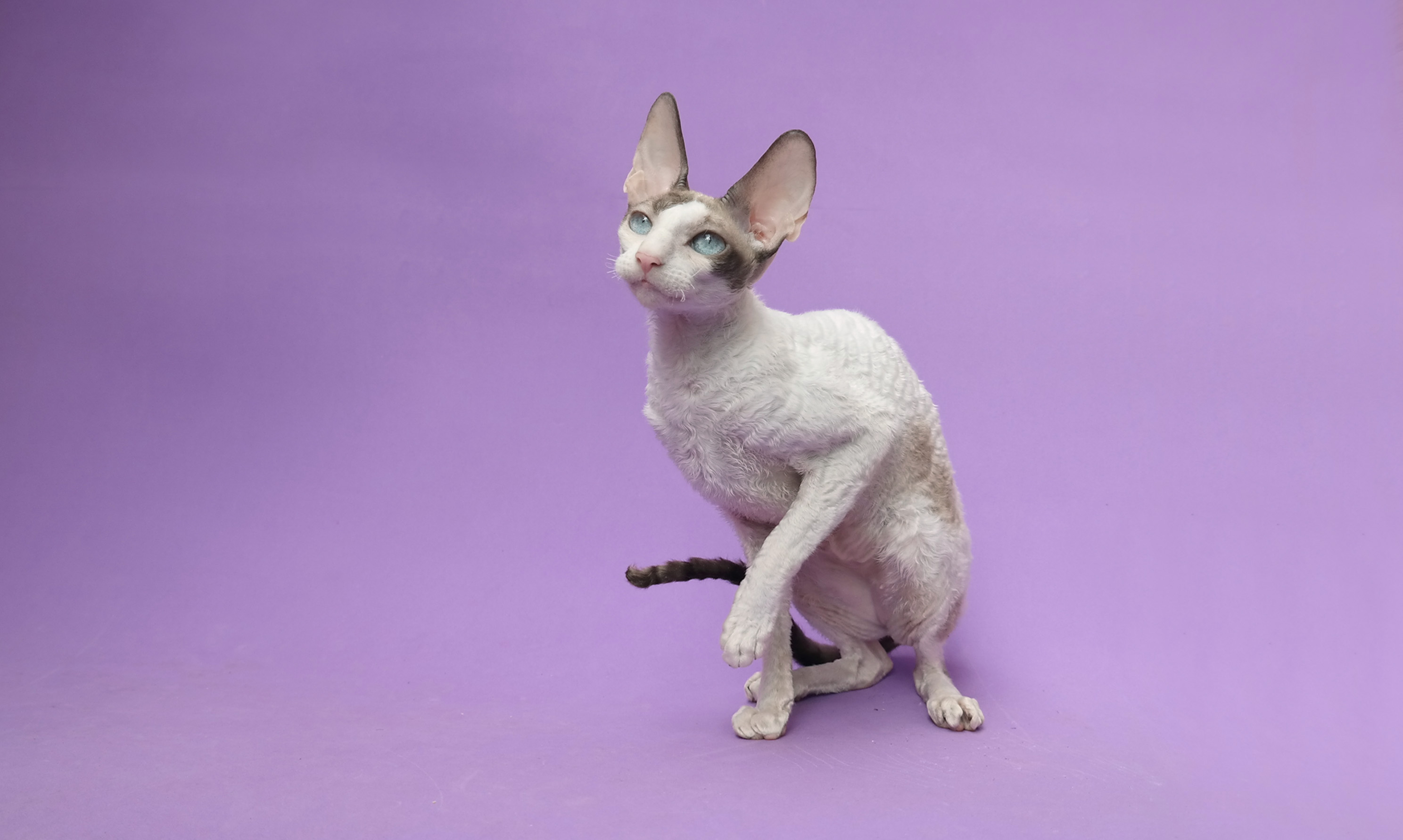 Cornish Rex photo 4