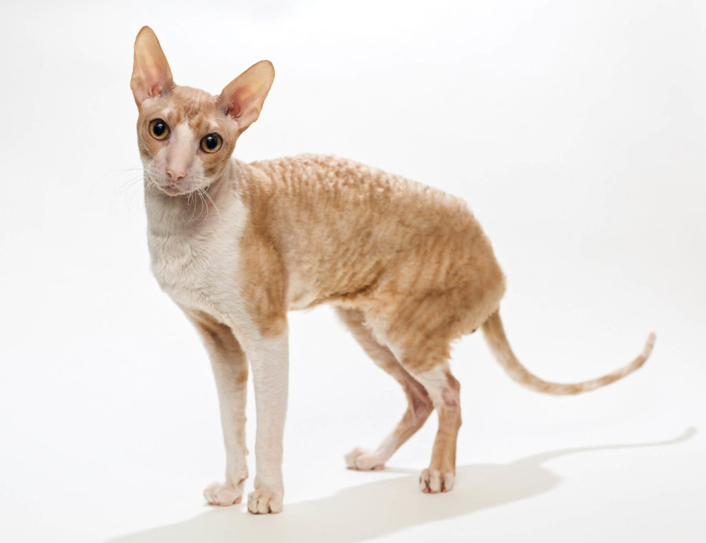 Cornish Rex