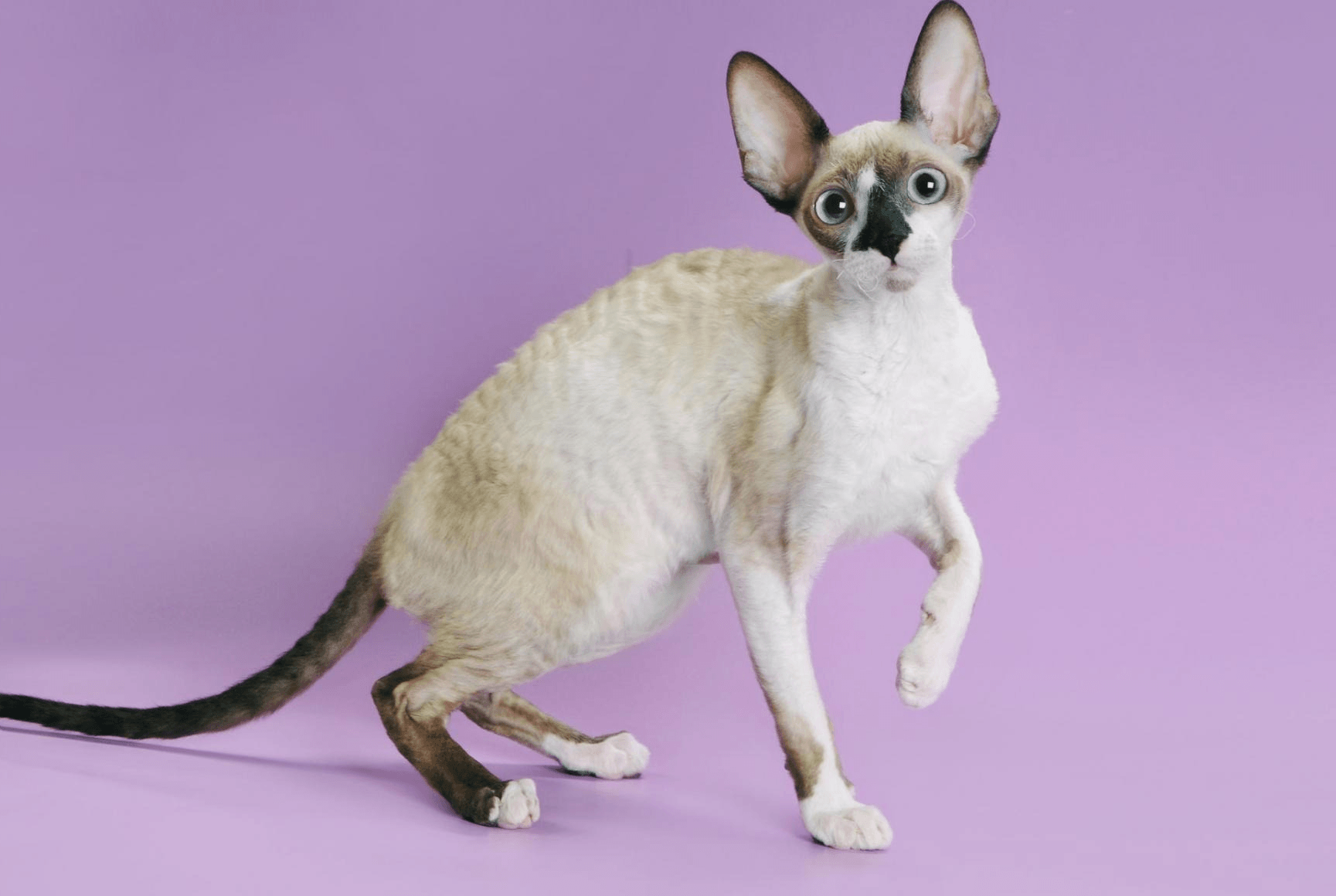 Devon Rex Personality Profile
