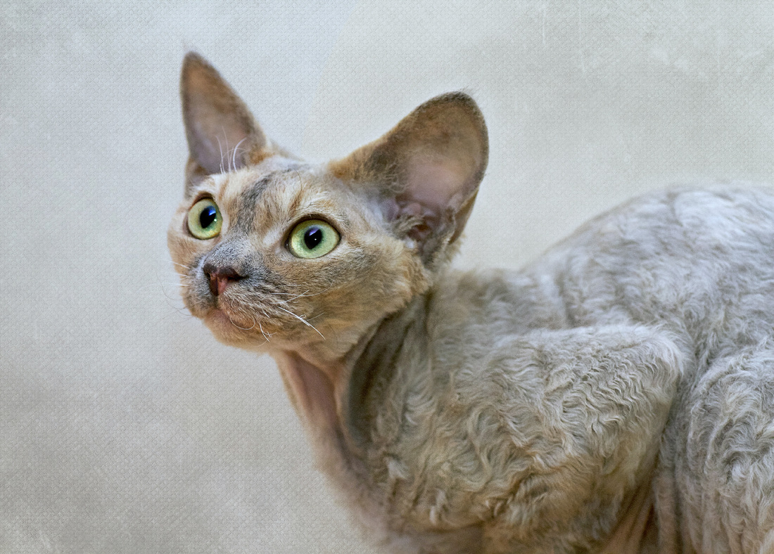 Devon Rex