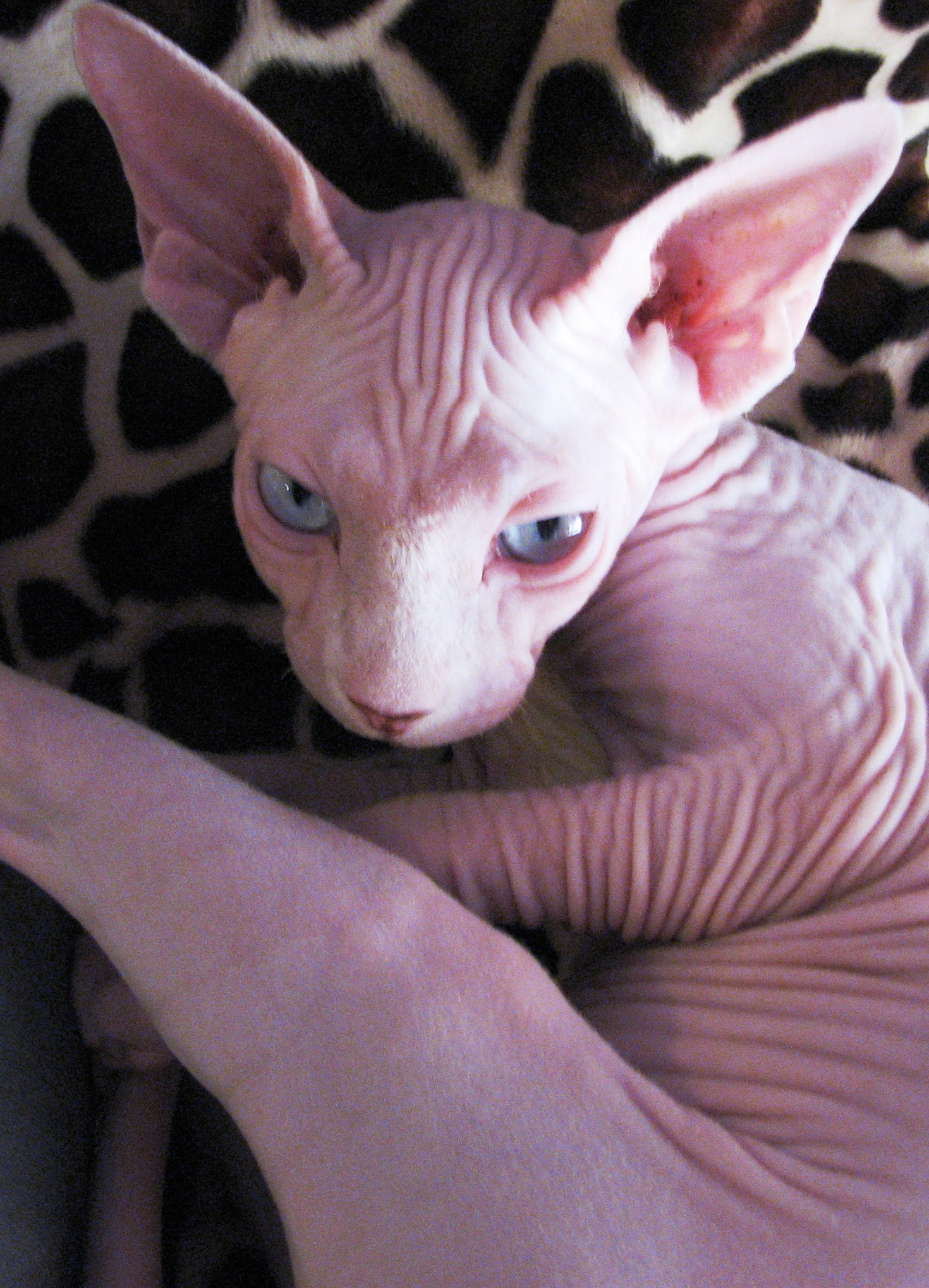 Dwelf Personality Profile