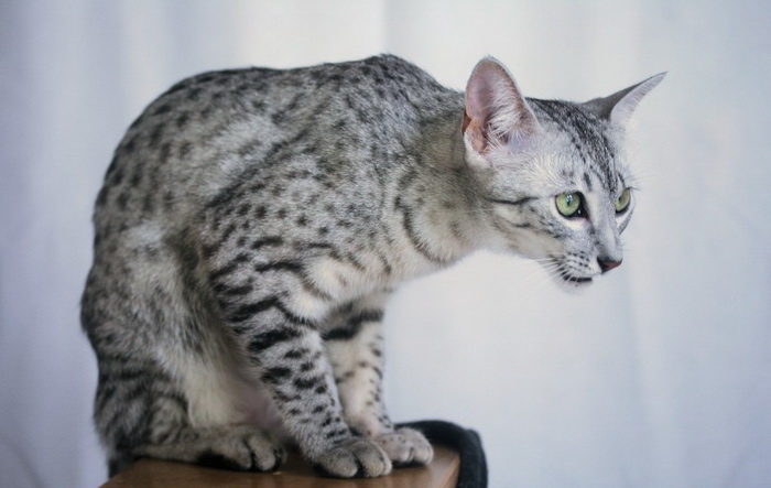 Egyptian Mau photo 2