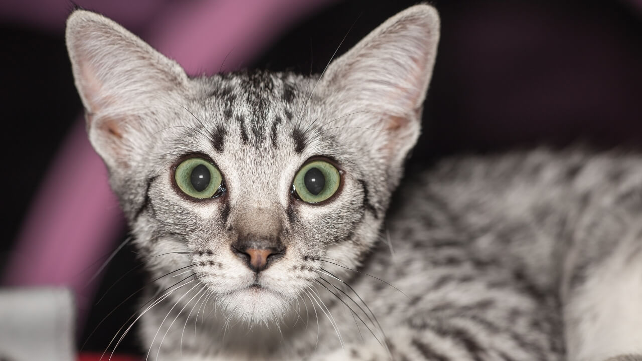 Egyptian Mau photo 3
