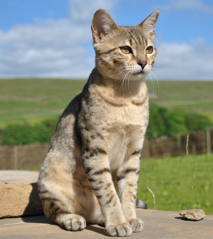 Egyptian Mau photo 4