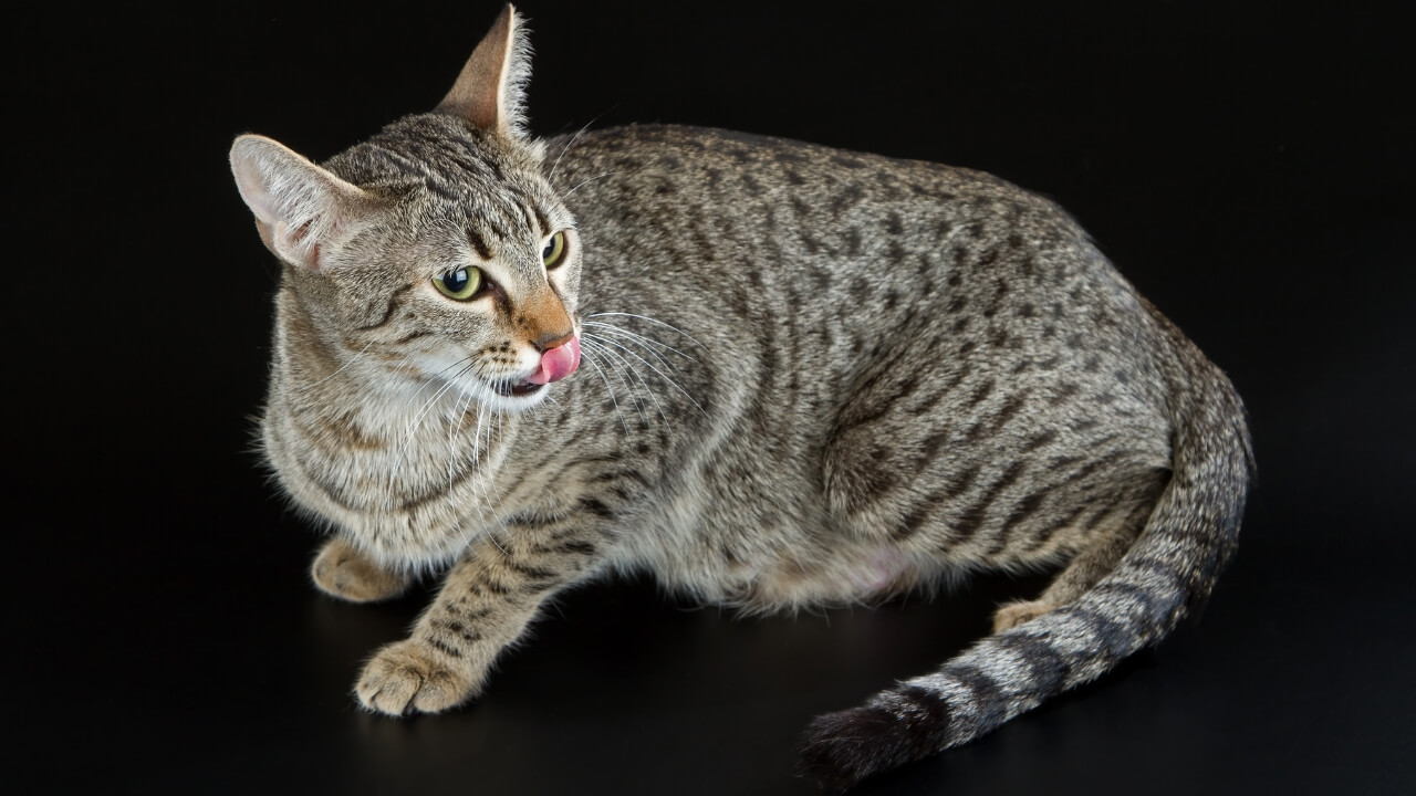 Egyptian Mau
