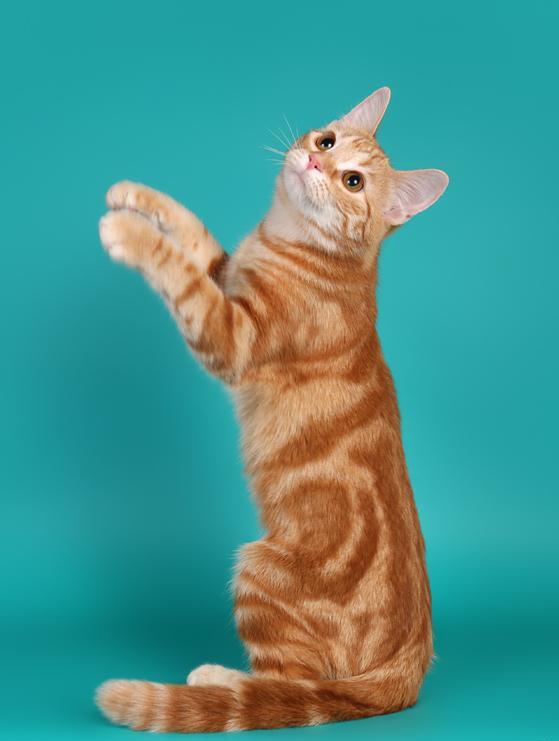 European Shorthair photo 2