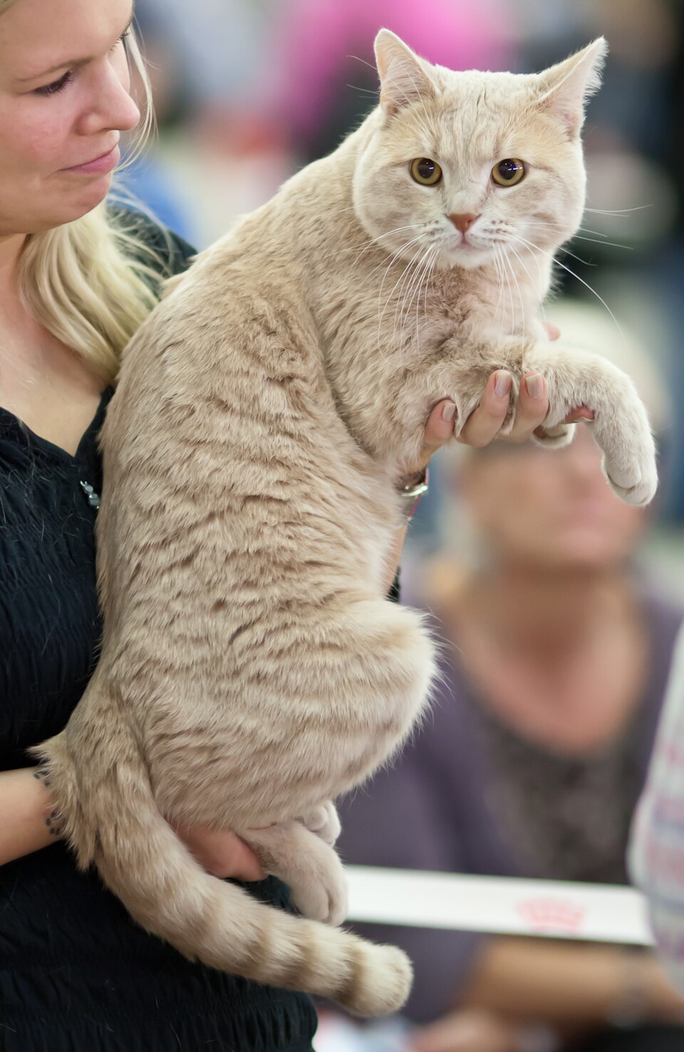 European Shorthair photo 3