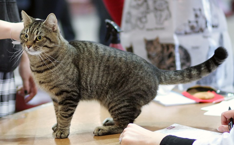 European Shorthair photo 4