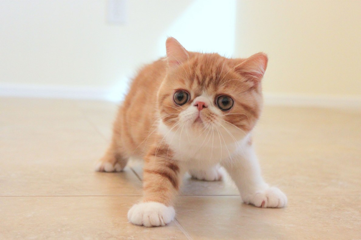 Exotic Shorthair photo 2
