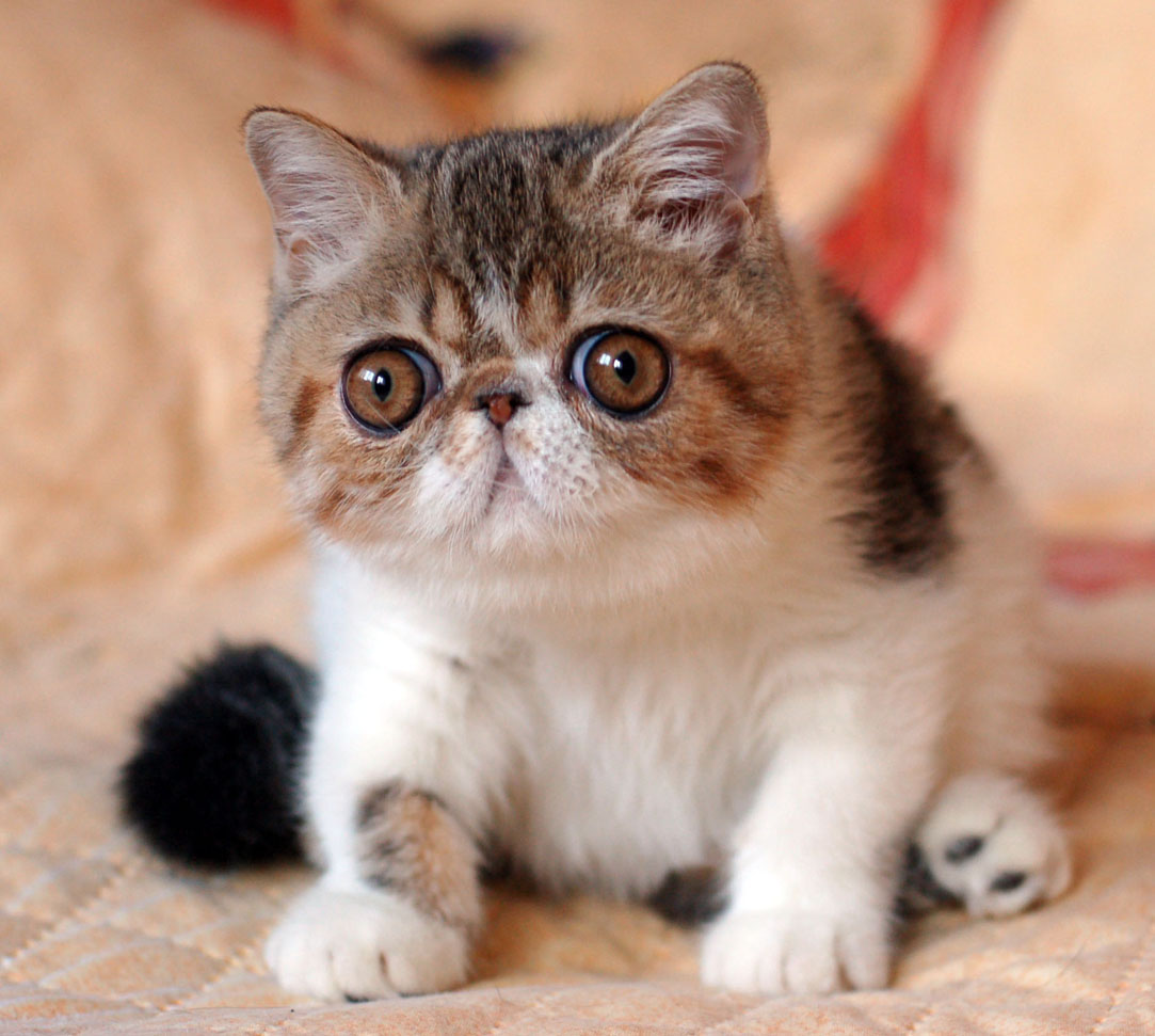Exotic Shorthair photo 3