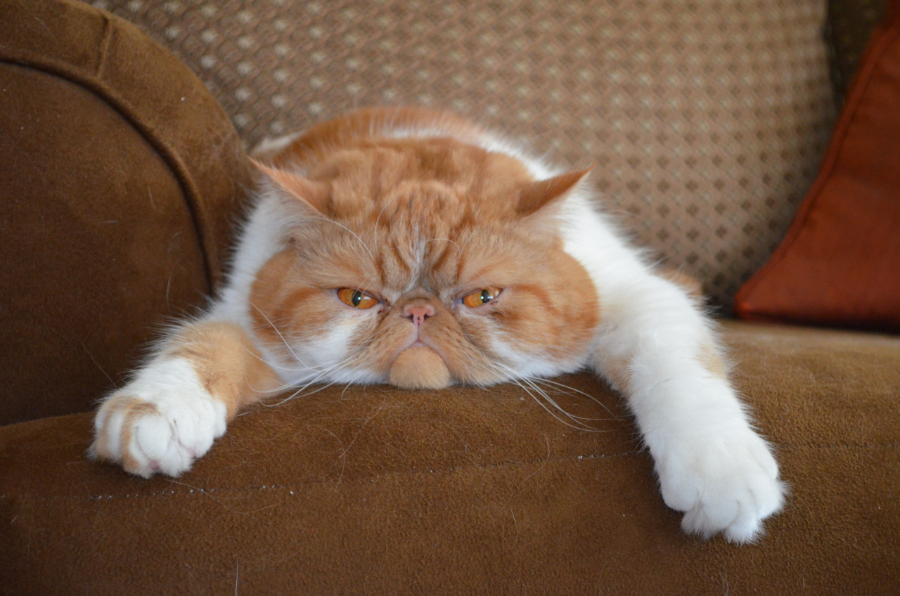 Exotic Shorthair photo 4