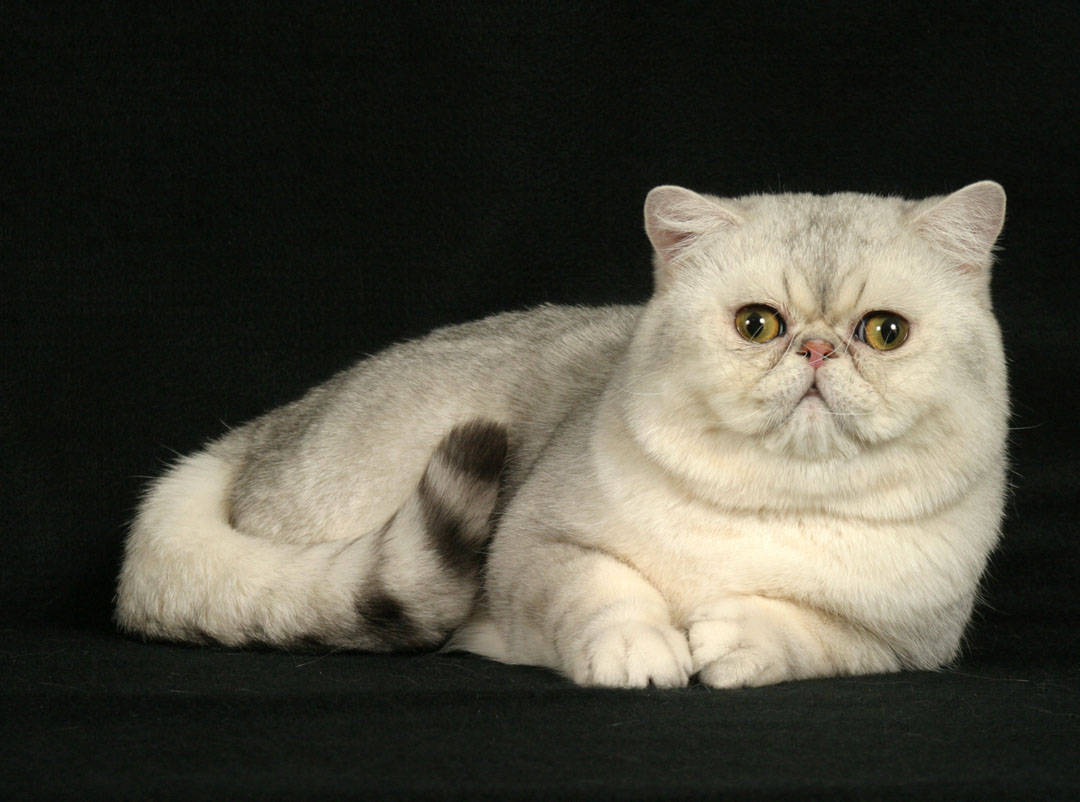 Exotic Shorthair