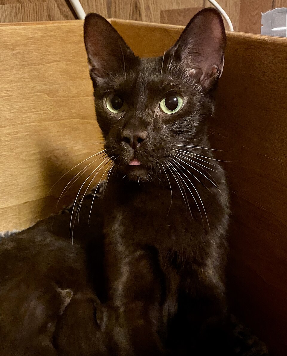 Size & Physical Traits