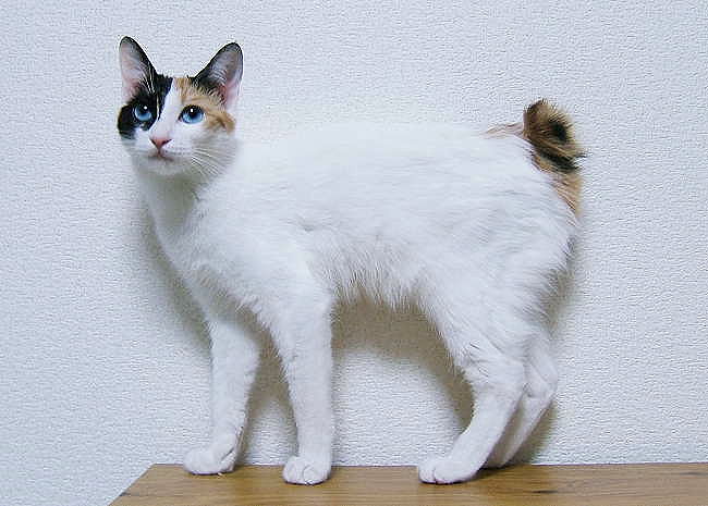 Japanese Bobtail photo 2