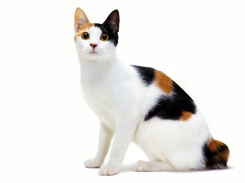 Japanese Bobtail photo 3