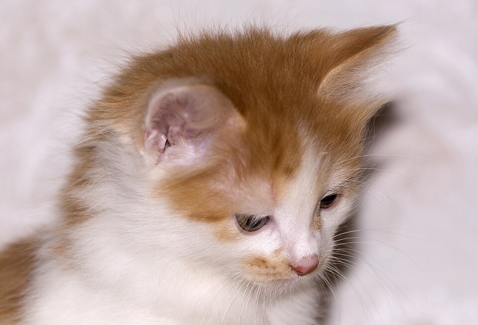 Kurilian Bobtail photo 2