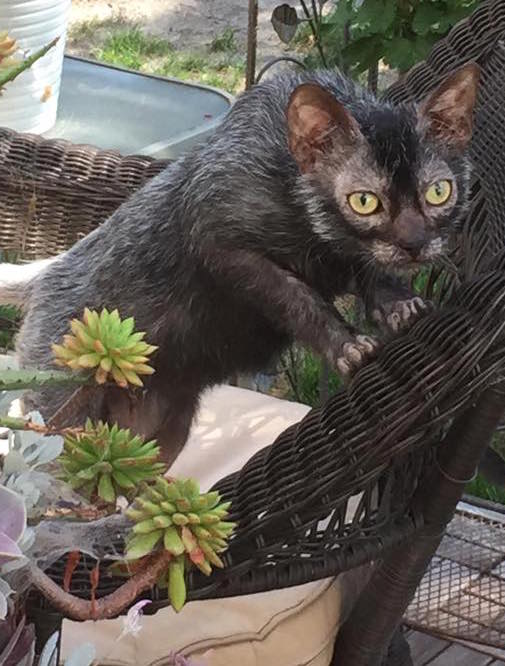 Lykoi photo 2