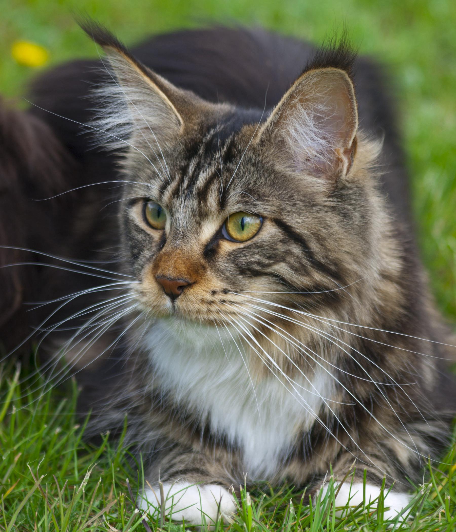 Maine Coon photo 2