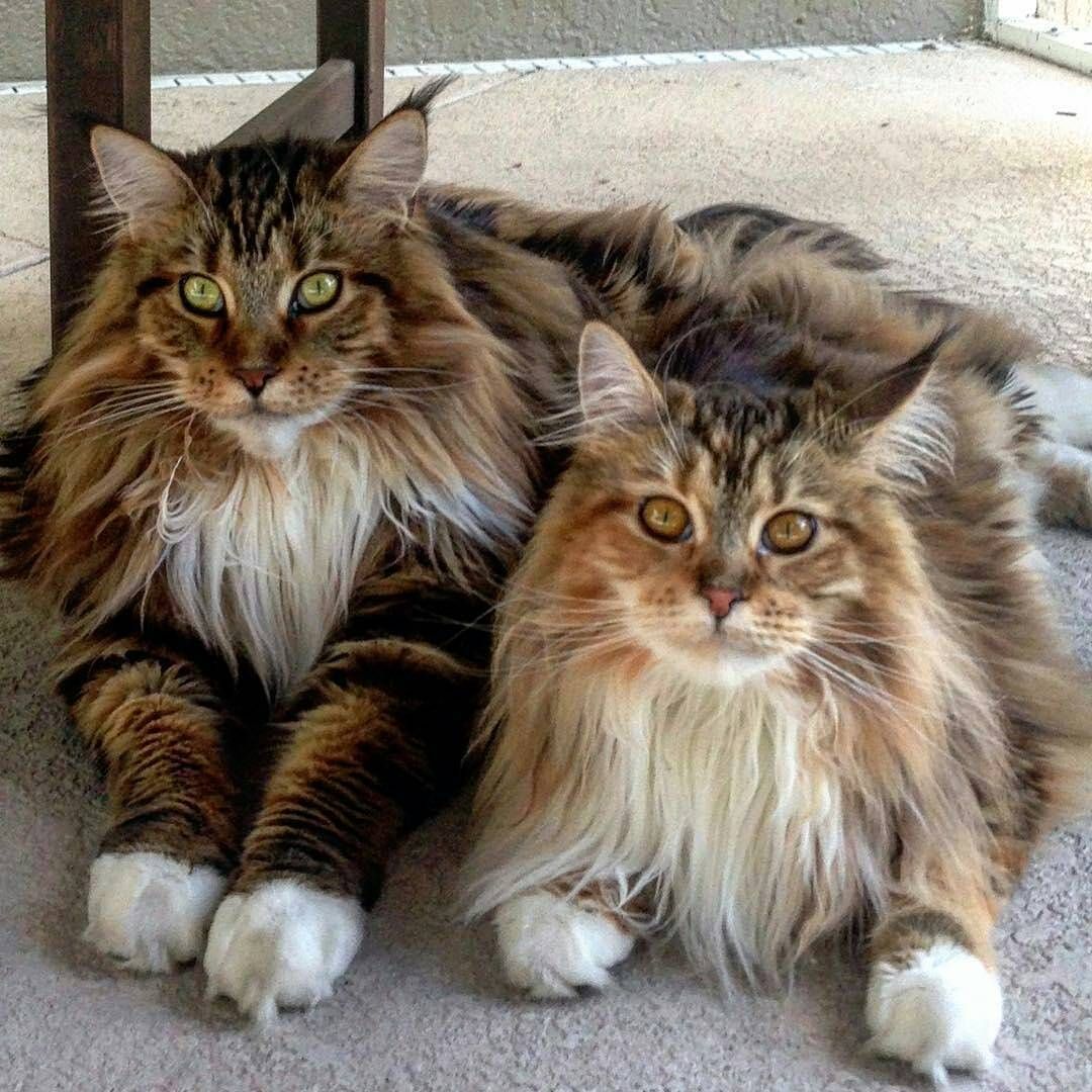 Maine Coon photo 3