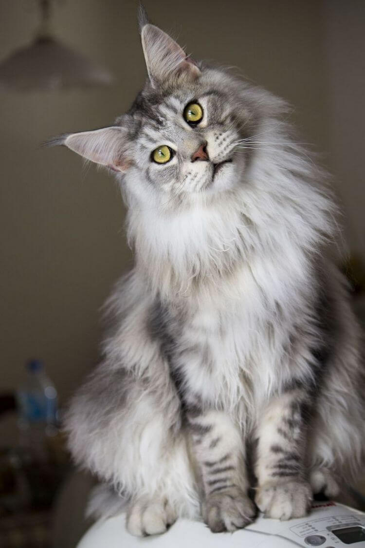 Maine Coon photo 4