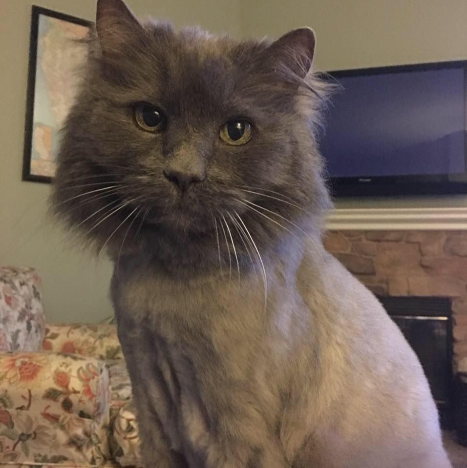 Nebelung