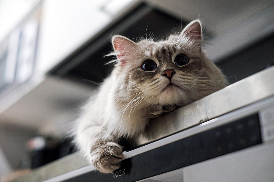 Neva Masquerade photo 2